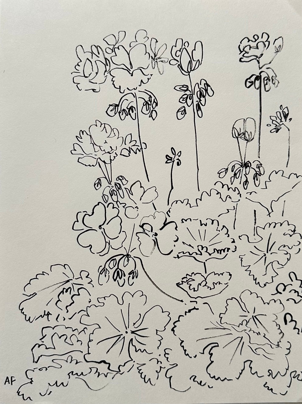 India Ink Geraniums