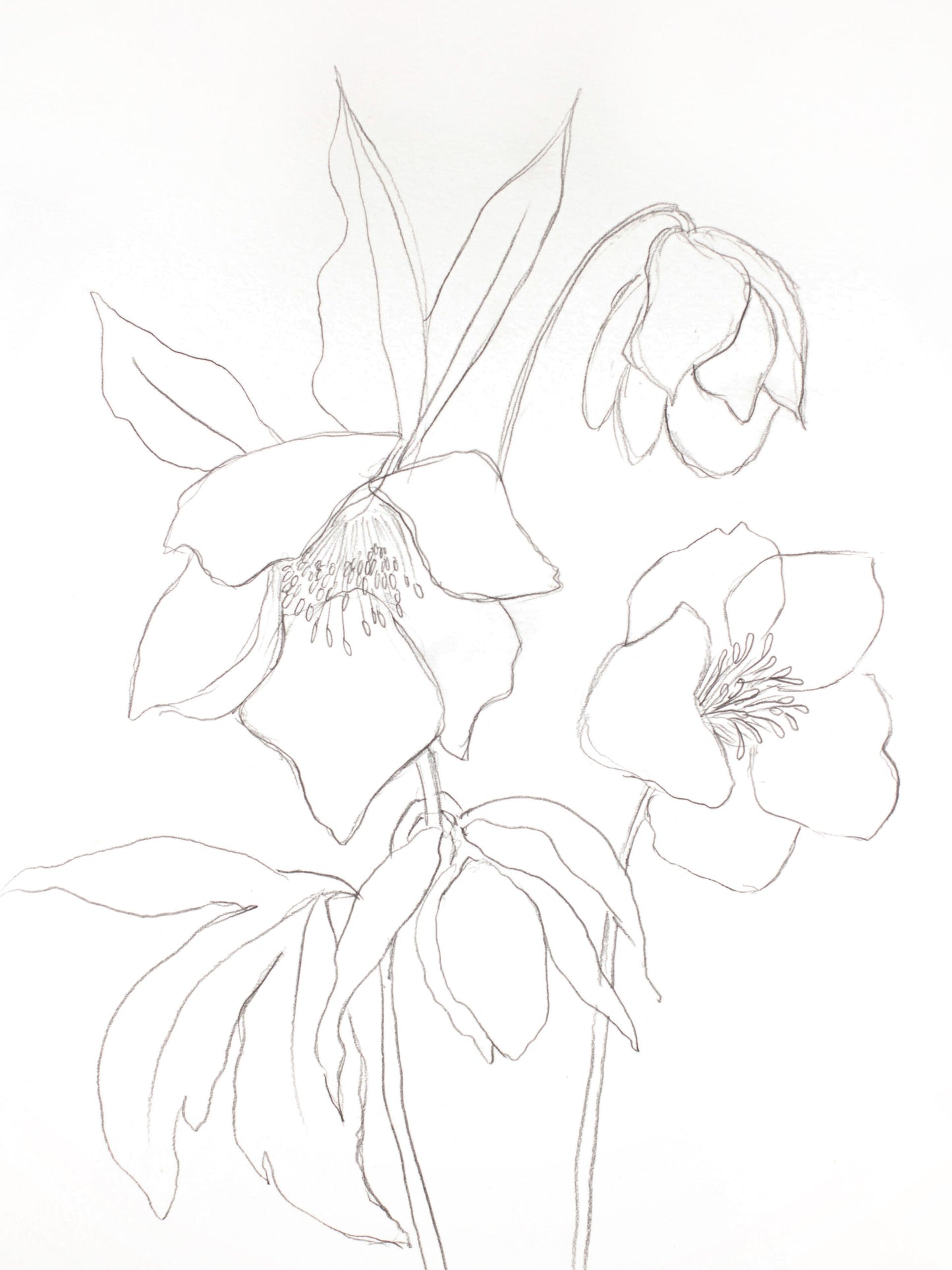 Hellebore No. 30