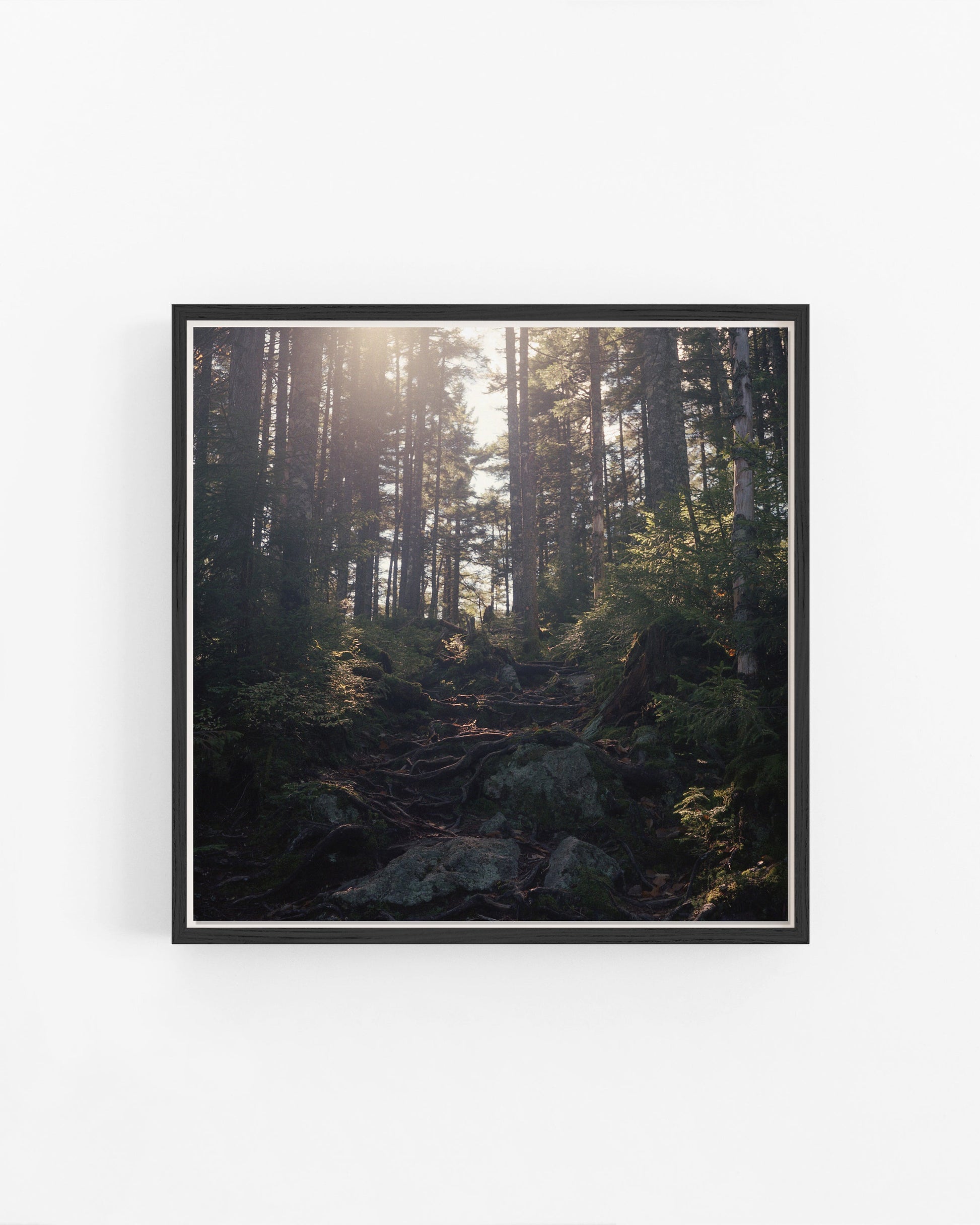 Framed photograph of a forest scene with sunlight filtering through the trees.
