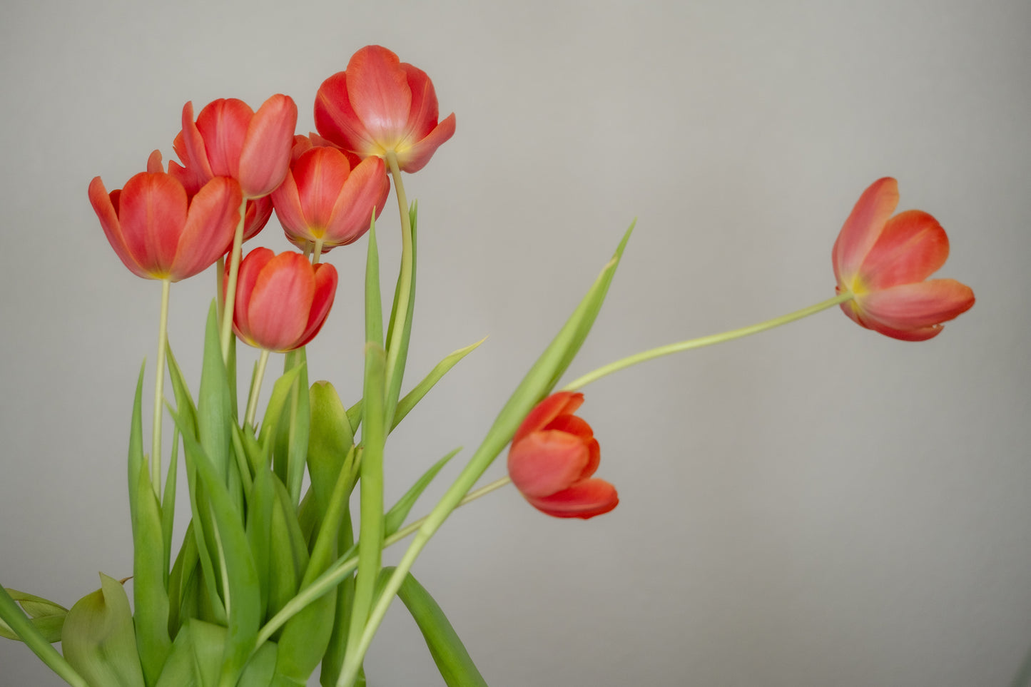 Tulips