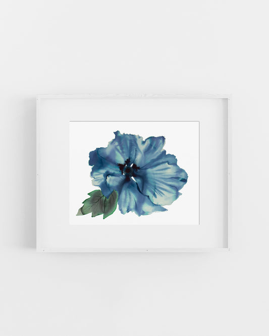 Framed artwork of a blue flower on a white background