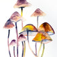 Mushrooms No. 14