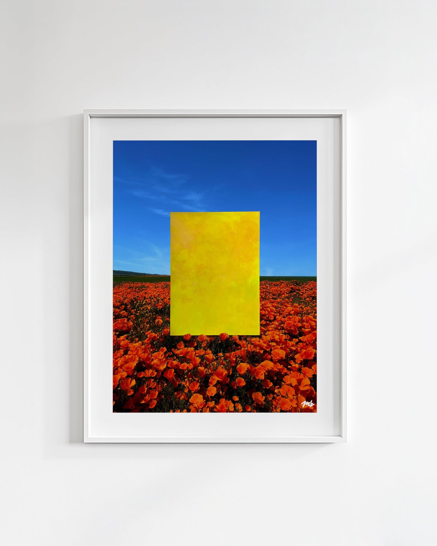 Poppies