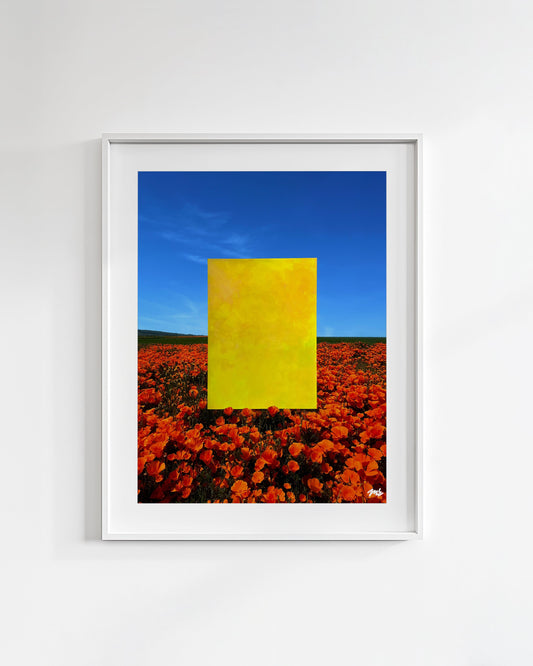Poppies