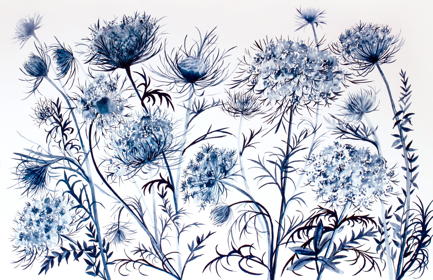 Queen Anne’s Lace No. 22